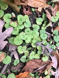 Attēlu rezultāti vaicājumam “Glechoma hederacea leaf”