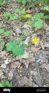 Attēlu rezultāti vaicājumam “Ranunculus cassubicus”