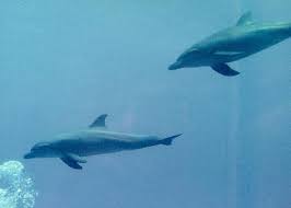 Image result for Dolphin Sub Aqua