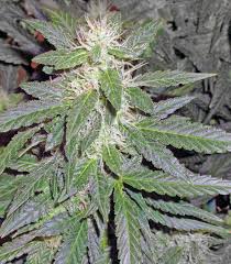 Attēlu rezultāti vaicājumam “Dactylorhiza russowii bud”