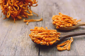 Attēlu rezultāti vaicājumam “Cordyceps”