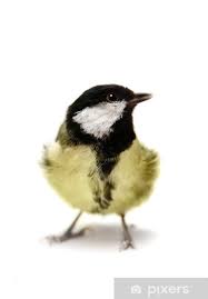 Attēlu rezultāti vaicājumam “Parus major female”