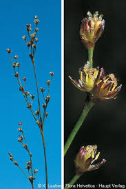 Attēlu rezultāti vaicājumam “Juncus alpinoarticulatus”