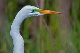 Attēlu rezultāti vaicājumam “Egretta alba adult”