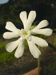 Attēlu rezultāti vaicājumam “Silene latifolia subsp. alba flower”