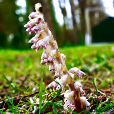 Attēlu rezultāti vaicājumam “Lathraea squamaria flower”