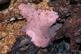 Attēlu rezultāti vaicājumam “Arcyria stipata spores”