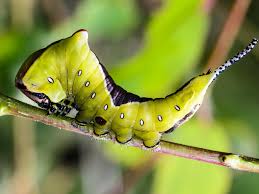 Attēlu rezultāti vaicājumam “Cerura vinula larva”