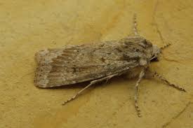 Attēlu rezultāti vaicājumam “Agrotis ripae larva”