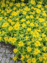 Attēlu rezultāti vaicājumam “Sedum aizoon flower”