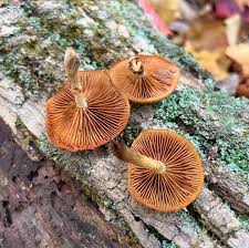 Attēlu rezultāti vaicājumam “Galerina marginata”