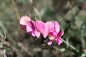 Attēlu rezultāti vaicājumam “Lathyrus sylvestris flower”