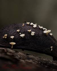 Attēlu rezultāti vaicājumam “Hymenoscyphus fructigenus var. coryli”