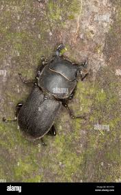 Attēlu rezultāti vaicājumam “Dorcus parallelopipedus”