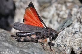 Attēlu rezultāti vaicājumam “Psophus stridulus”