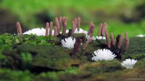 Attēlu rezultāti vaicājumam “Stemonitopsis hyperopta macro”