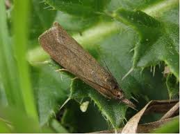 Attēlu rezultāti vaicājumam “Hypochalcia ahenella”