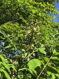 Attēlu rezultāti vaicājumam “Gymnocladus dioicus leaf”