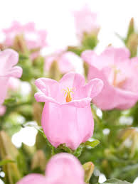 Image result for Glockenblumen