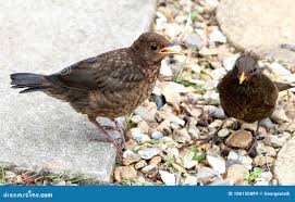 Attēlu rezultāti vaicājumam “Turdus merula juvenile”
