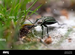Attēlu rezultāti vaicājumam “Carabus clathratus”