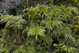 Attēlu rezultāti vaicājumam “Thamnobryum subserratum”