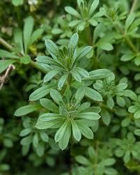 Image result for Galium aparine