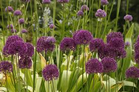 Attēlu rezultāti vaicājumam “Allium holandicum”