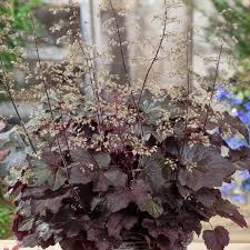Image result for HEUCHERA americana 'Palace Purple Auslese'