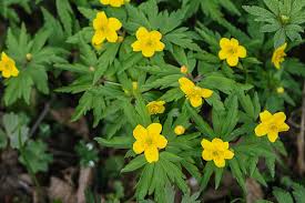 Attēlu rezultāti vaicājumam “Anemone ranunculoides flower”