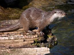 Attēlu rezultāti vaicājumam “Lutra lutra”