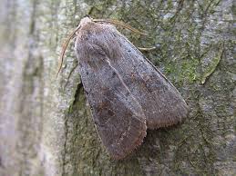 Attēlu rezultāti vaicājumam “Orthosia populeti”