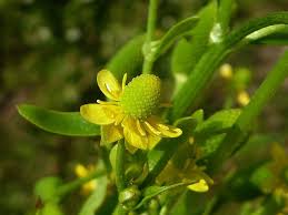 Attēlu rezultāti vaicājumam “Ranunculus sceleratus”