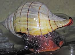 Image result for Cinctura hunteria