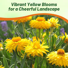 Image result for Helichrysum bracteatum