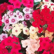 Image result for Phlox drummondii