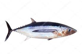 Image result for Thunnus alalunga