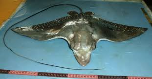 Image result for Aetobatus ocellatus
