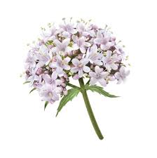 Image result for Baldrian