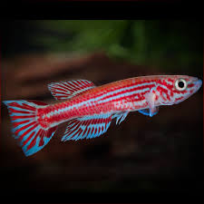 Image result for Aphyosemion