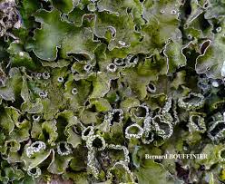 Attēlu rezultāti vaicājumam “Pleurosticta acetabulum”