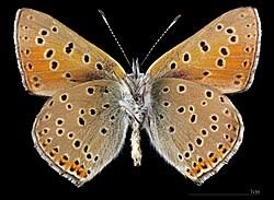Attēlu rezultāti vaicājumam “Lycaena hippothoe underside”