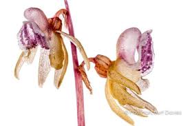 Attēlu rezultāti vaicājumam “Epipogium aphyllum flower”