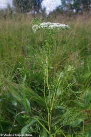 Attēlu rezultāti vaicājumam “Cnidium dubium”