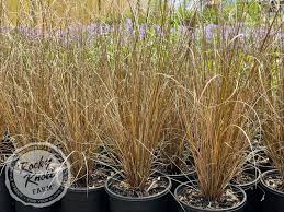 Attēlu rezultāti vaicājumam “Carex x bakkeriana”