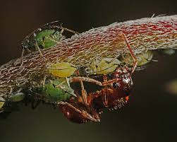 Attēlu rezultāti vaicājumam “Aphodius sp. imago”