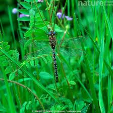 Attēlu rezultāti vaicājumam “Brachytron pratense”