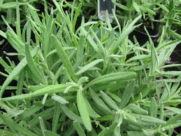 Attēlu rezultāti vaicājumam “Lavandula angustifolia leaf”