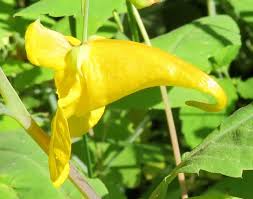 Attēlu rezultāti vaicājumam “Impatiens noli-tangere leaf”