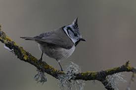 Attēlu rezultāti vaicājumam “Lophophanes cristatus adult”
